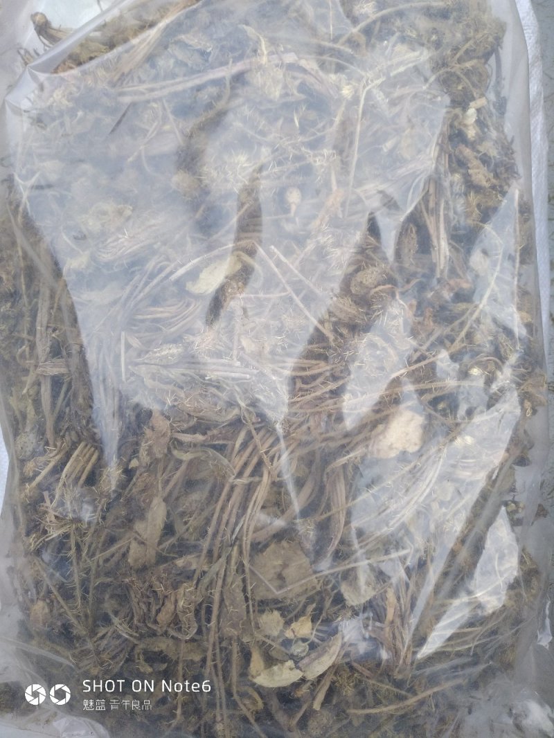 多刺绿绒蒿绿绒蒿