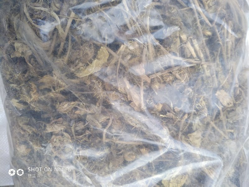 多刺绿绒蒿绿绒蒿