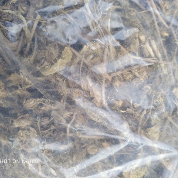 多刺绿绒蒿绿绒蒿