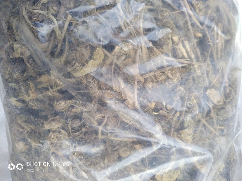 多刺绿绒蒿绿绒蒿