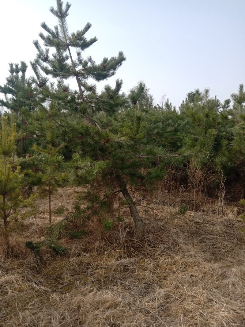油松，樟子松