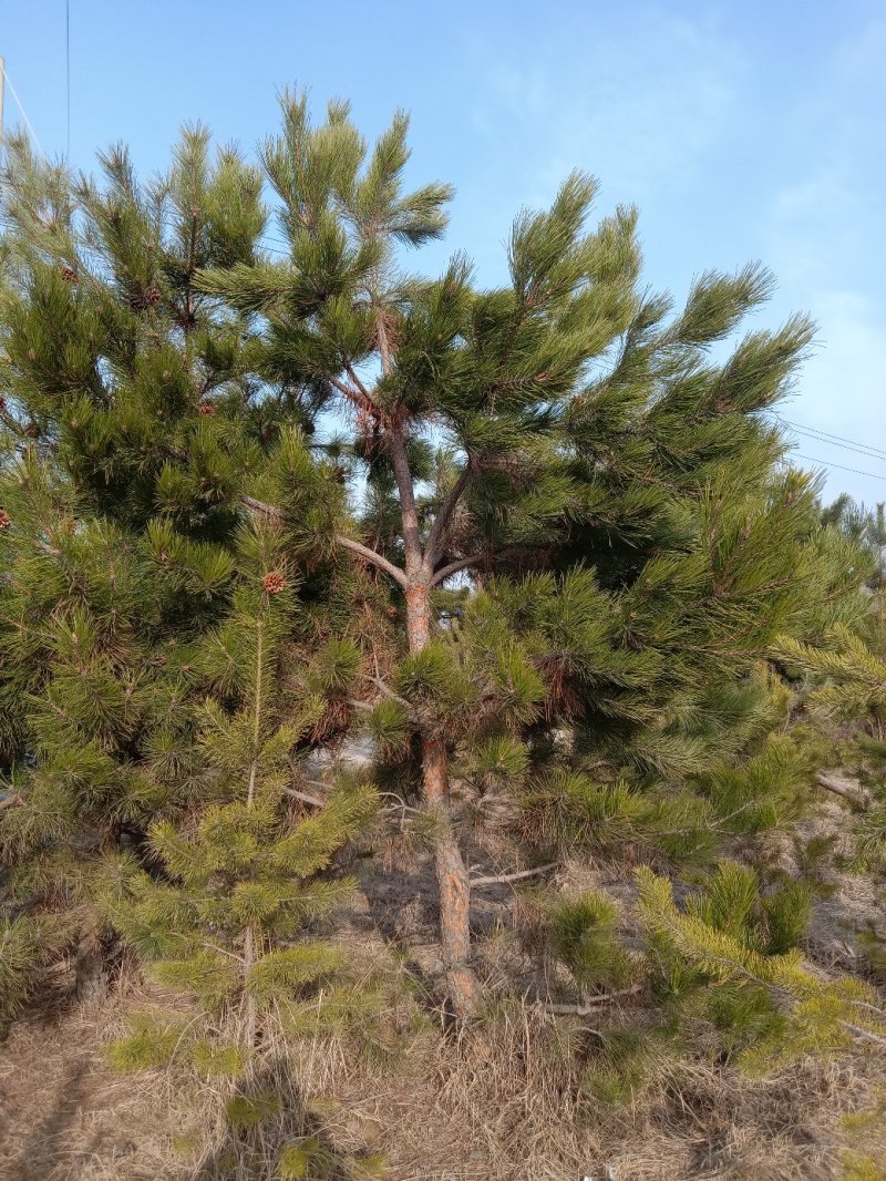 油松，樟子松