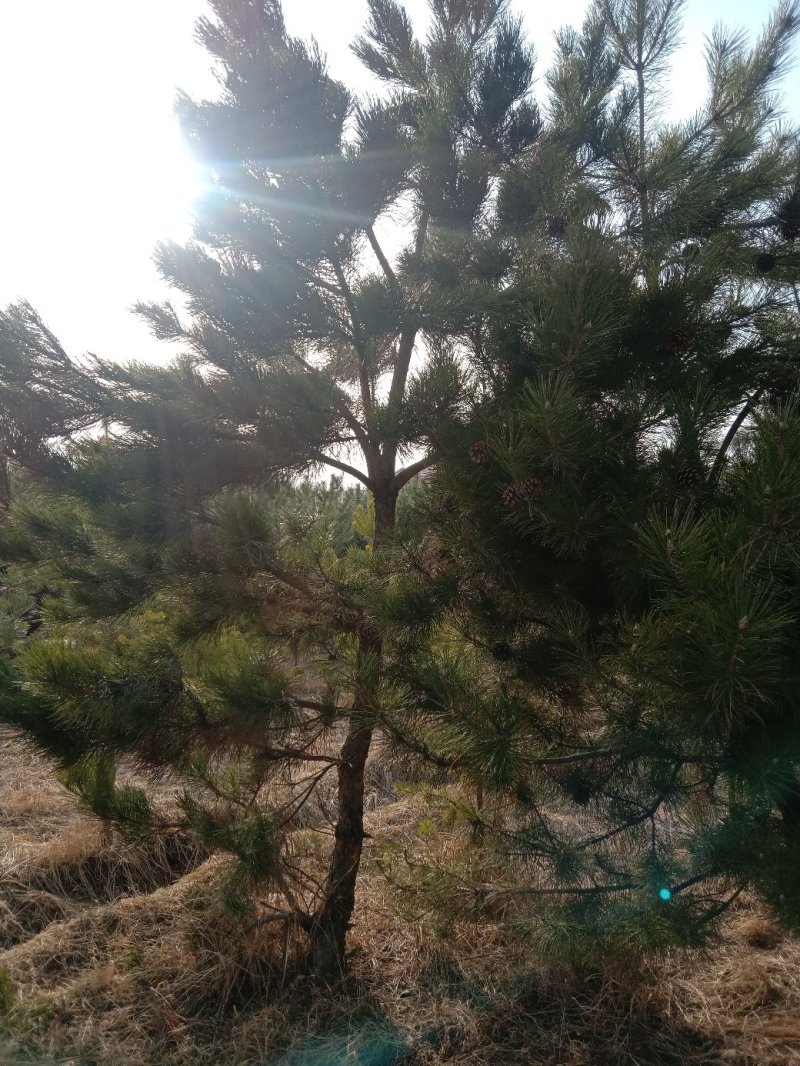 油松，樟子松