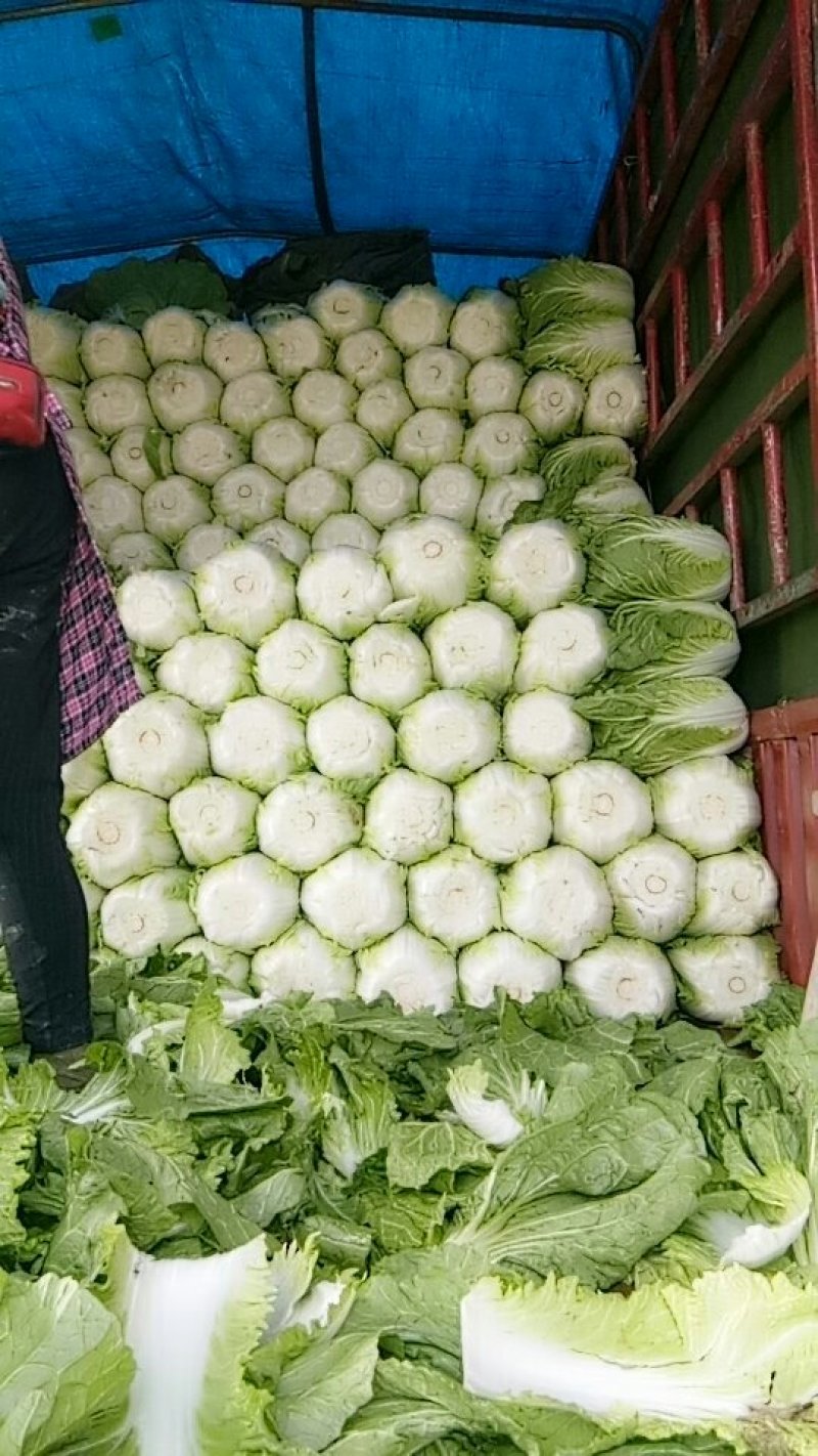 全黄心白菜大量上市，现货，大小车随到随装