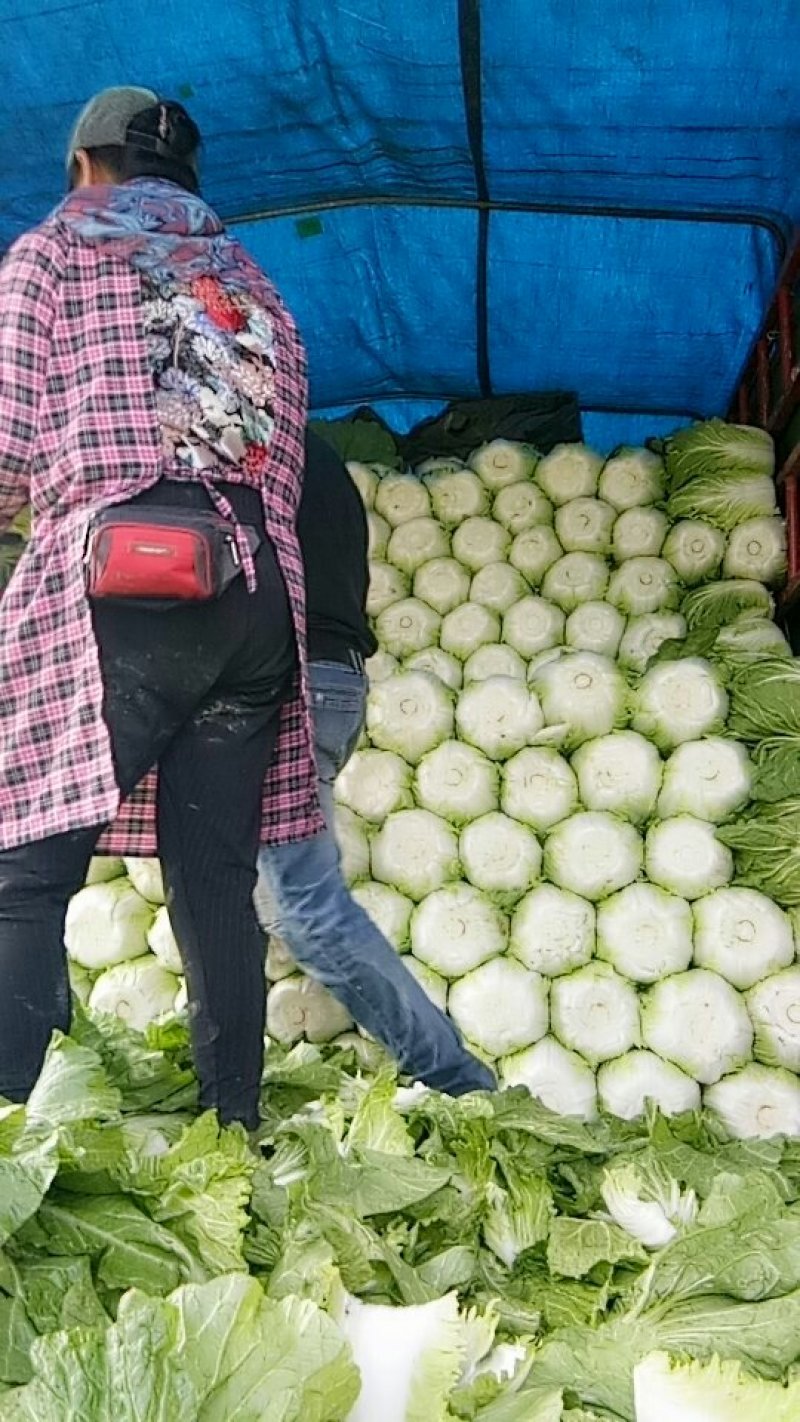 全黄心白菜大量上市，现货，大小车随到随装