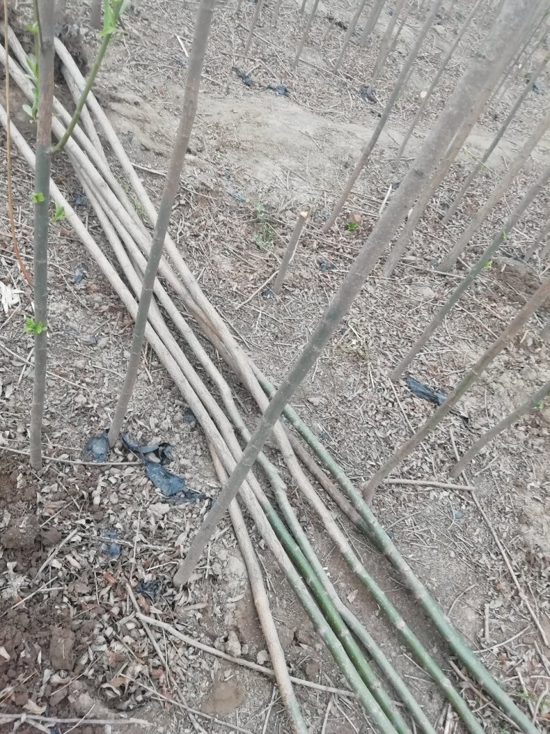 柳树