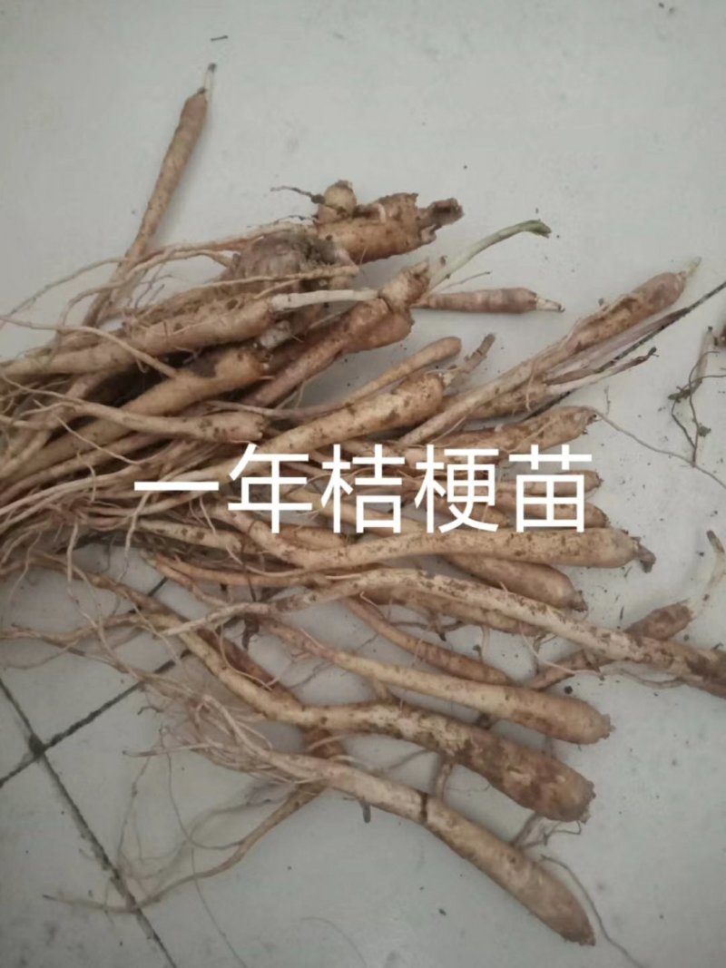 桔梗种苗苗桔梗芽一年生免费技术指导包回收