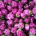 康乃馨
