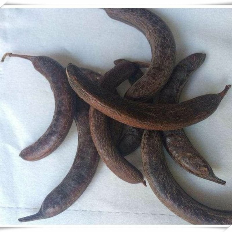 猪牙皂小皂角