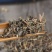 一点红羊蹄草山羊草无硫净货保正品批发零售冷背中药材