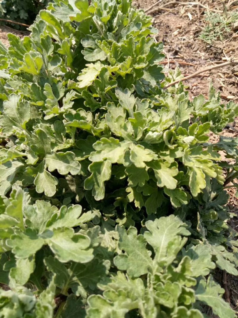 菊花苗，杭白菊，苏北菊，品种齐全量大优惠