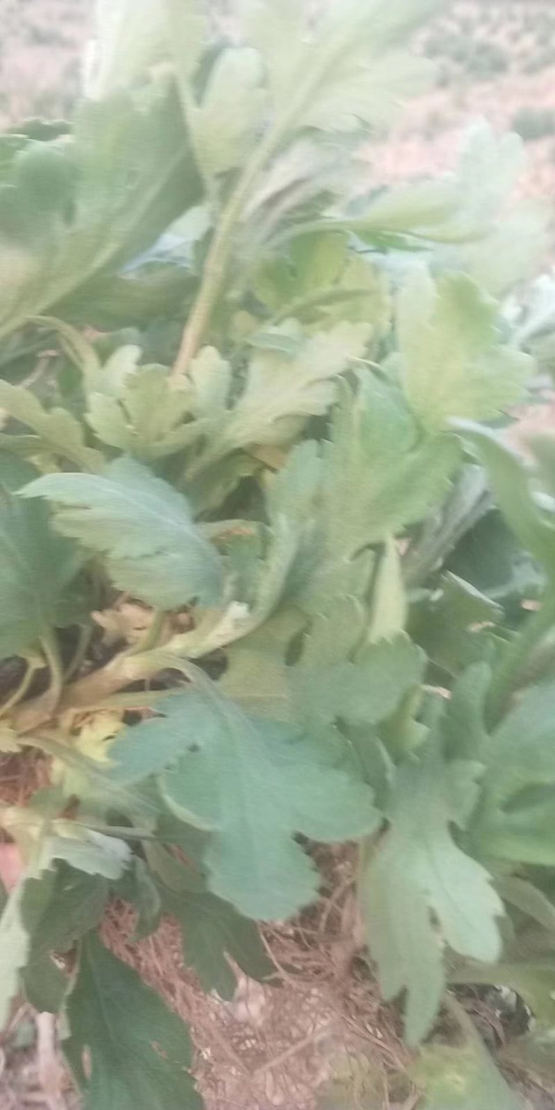 金丝黄菊苗基地供应