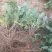 金丝黄菊苗基地供应
