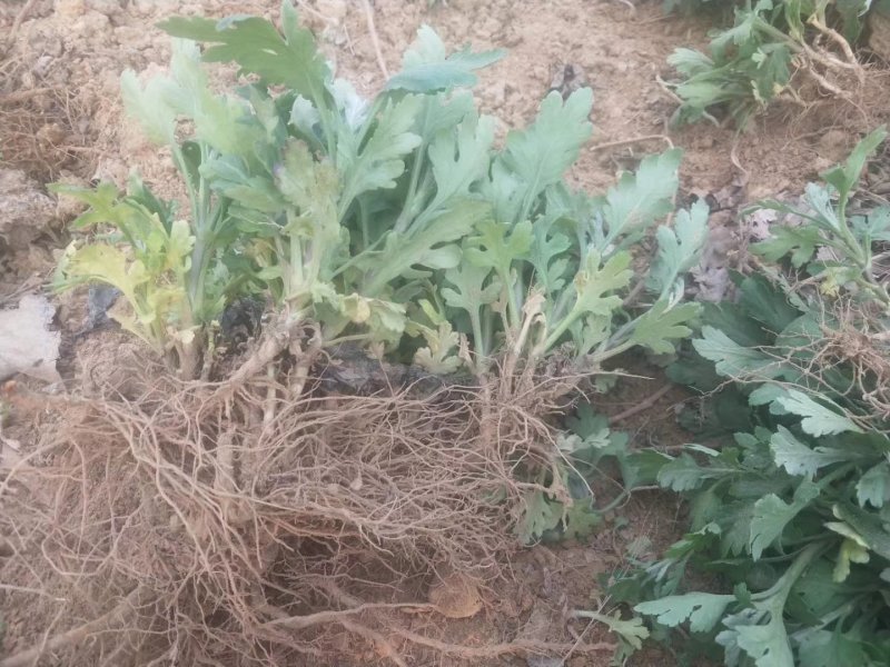 金丝黄菊苗基地供应