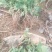 金丝黄菊苗基地供应