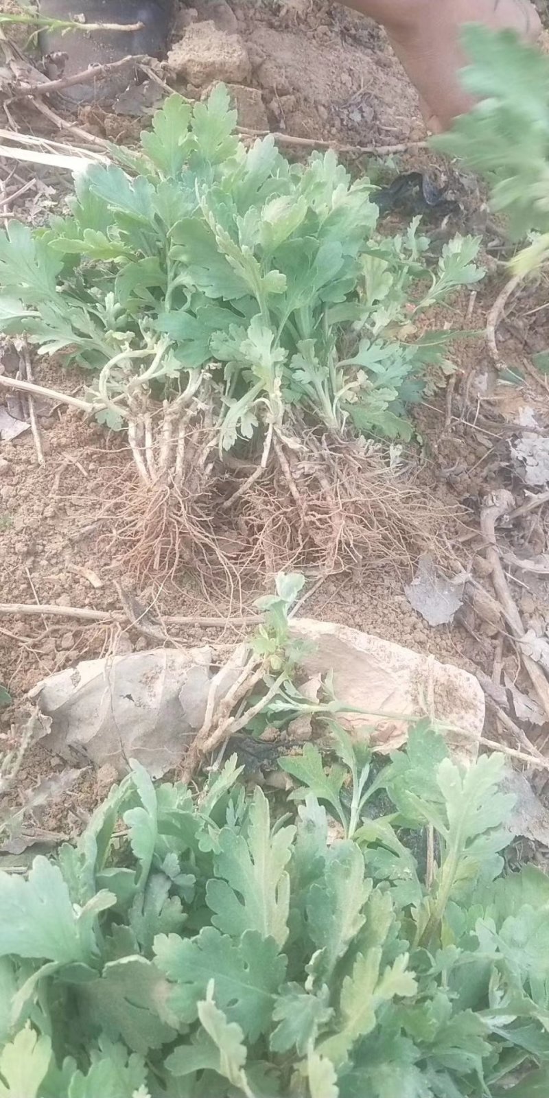 金丝黄菊苗基地供应