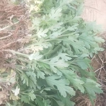 金丝黄菊苗基地供应