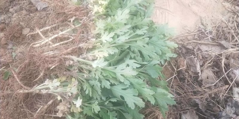 金丝黄菊苗基地供应