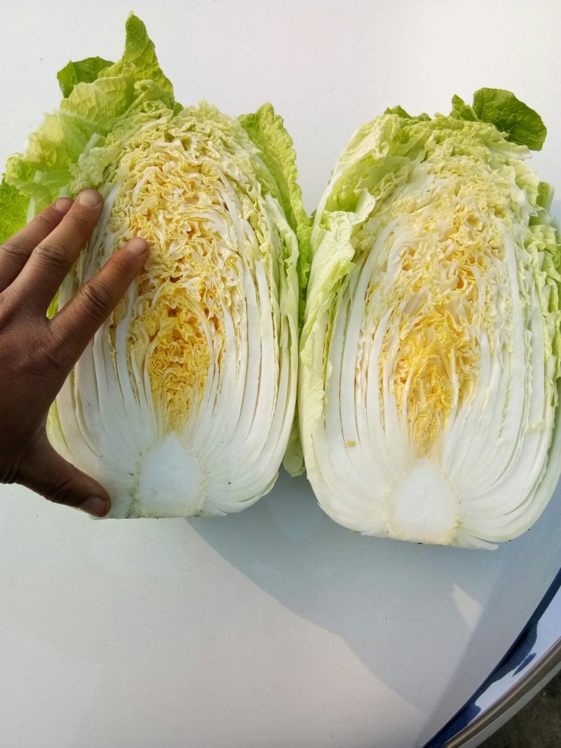 全黄心白菜大量上市，现货，大小车随到随装