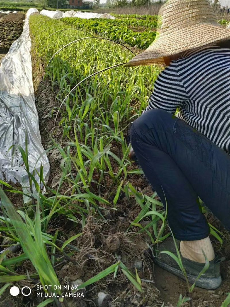 青皮甘蔗苗大别山区湖北黄冈