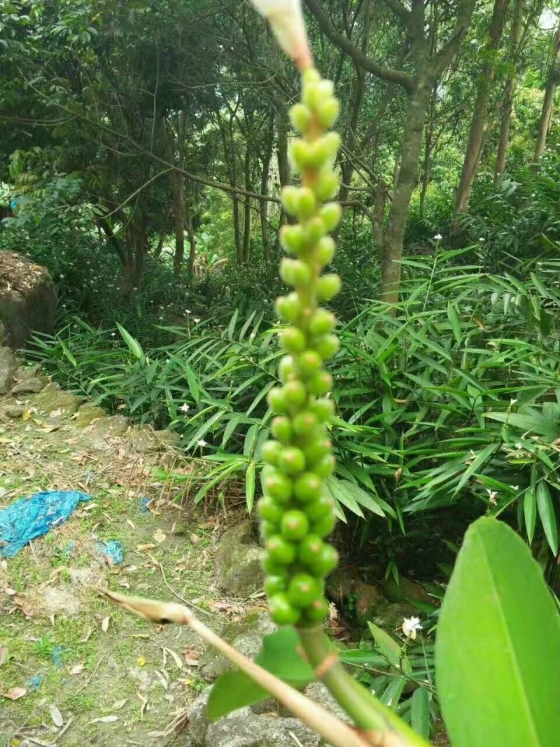 优质良种益智仁种苗