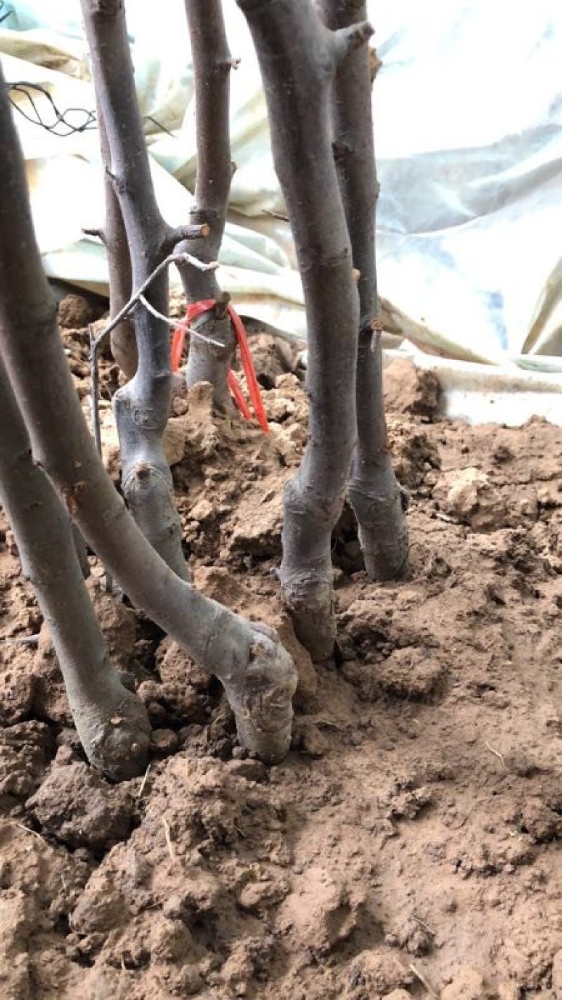 苹果树苗嫁接红富士苹果苗中秋王苹果树苗中秋王苹果苗包