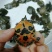 甲鱼脚子团鱼苗√优质品种甲鱼鱼苗🌟优选苗支持全国发货