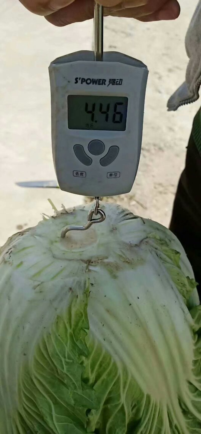 春白菜上市中一条龙服务