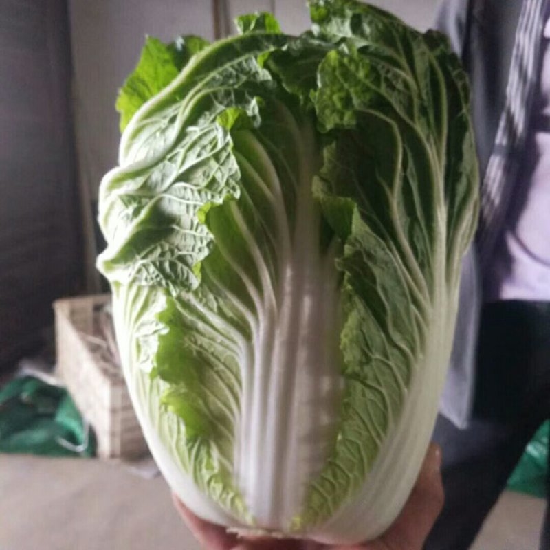 春白菜上市中一条龙服务