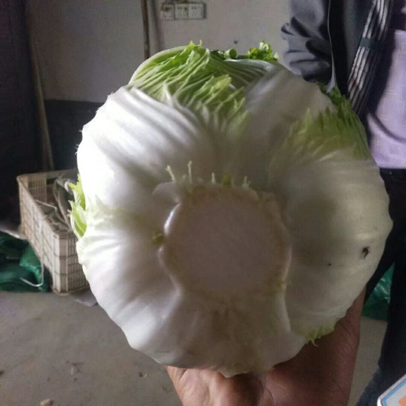春白菜上市中一条龙服务