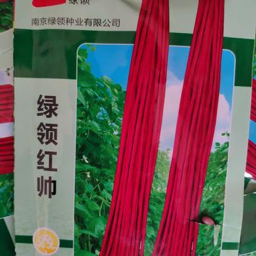 绿领红帅豇豆种子200克，红条荚长100，粗1cm以上，