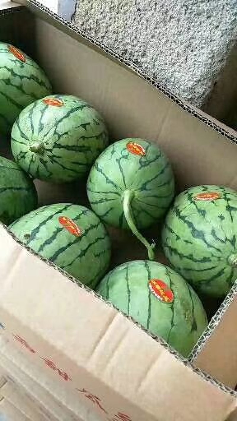 山东潍坊早春红玉西瓜2k甜王羊角蜜甜瓜水果