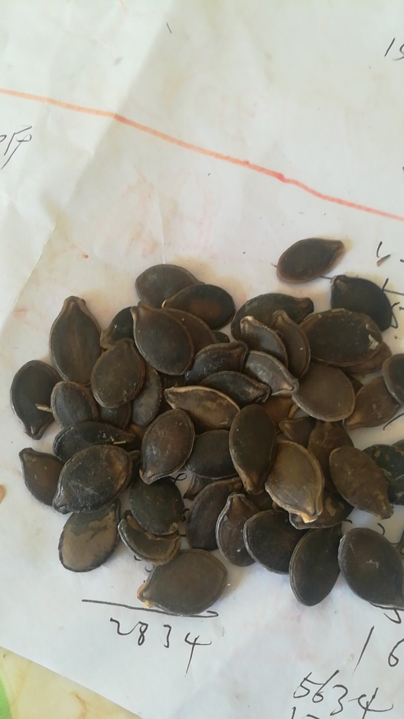 黑南瓜籽