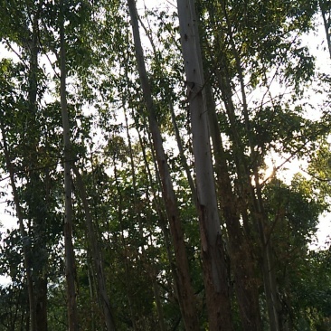 桉树木材