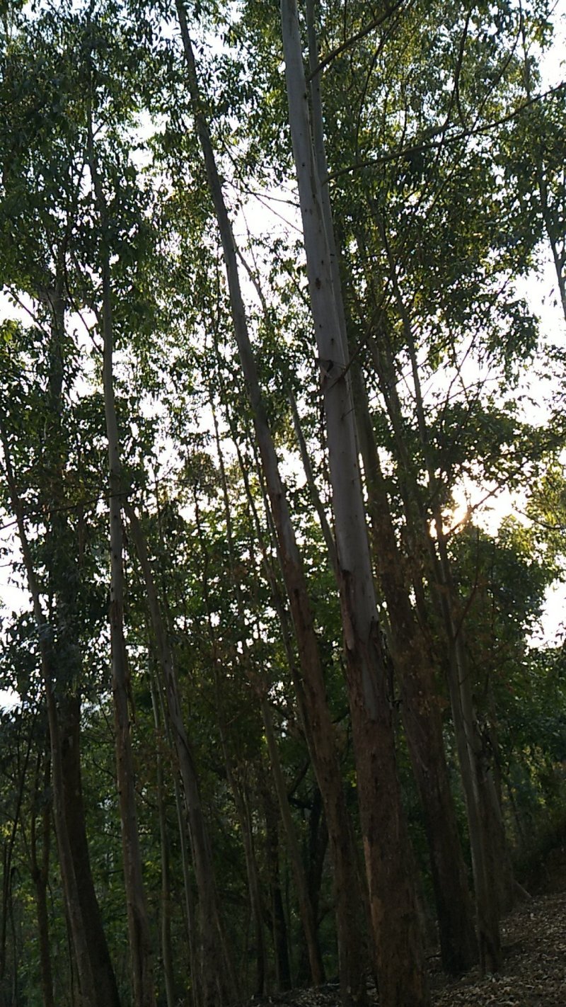 桉树木材