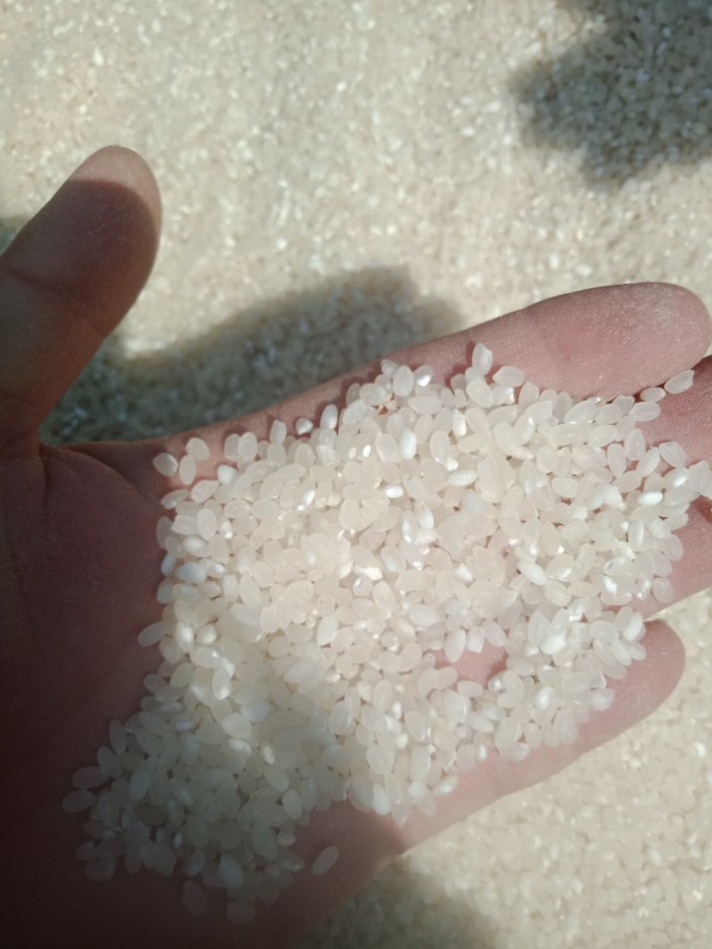 龙虾田大米，有需要的吗？