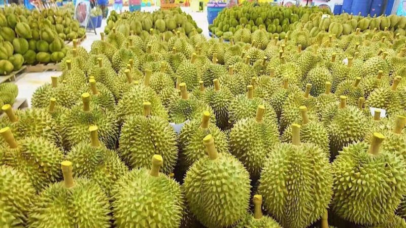泰国金枕榴莲