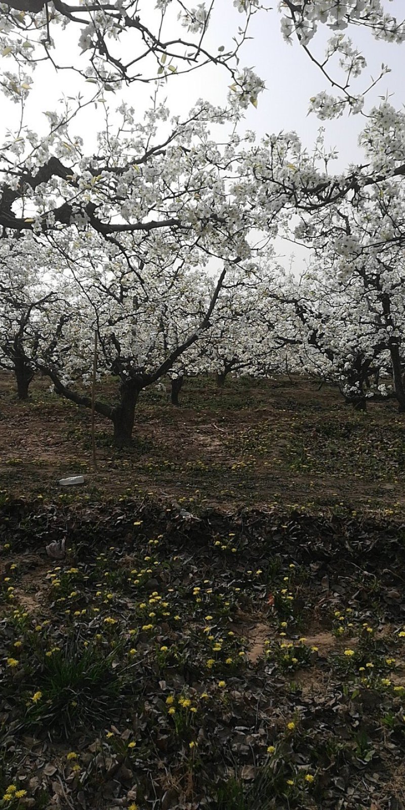 （自摘园）城里人的后花园