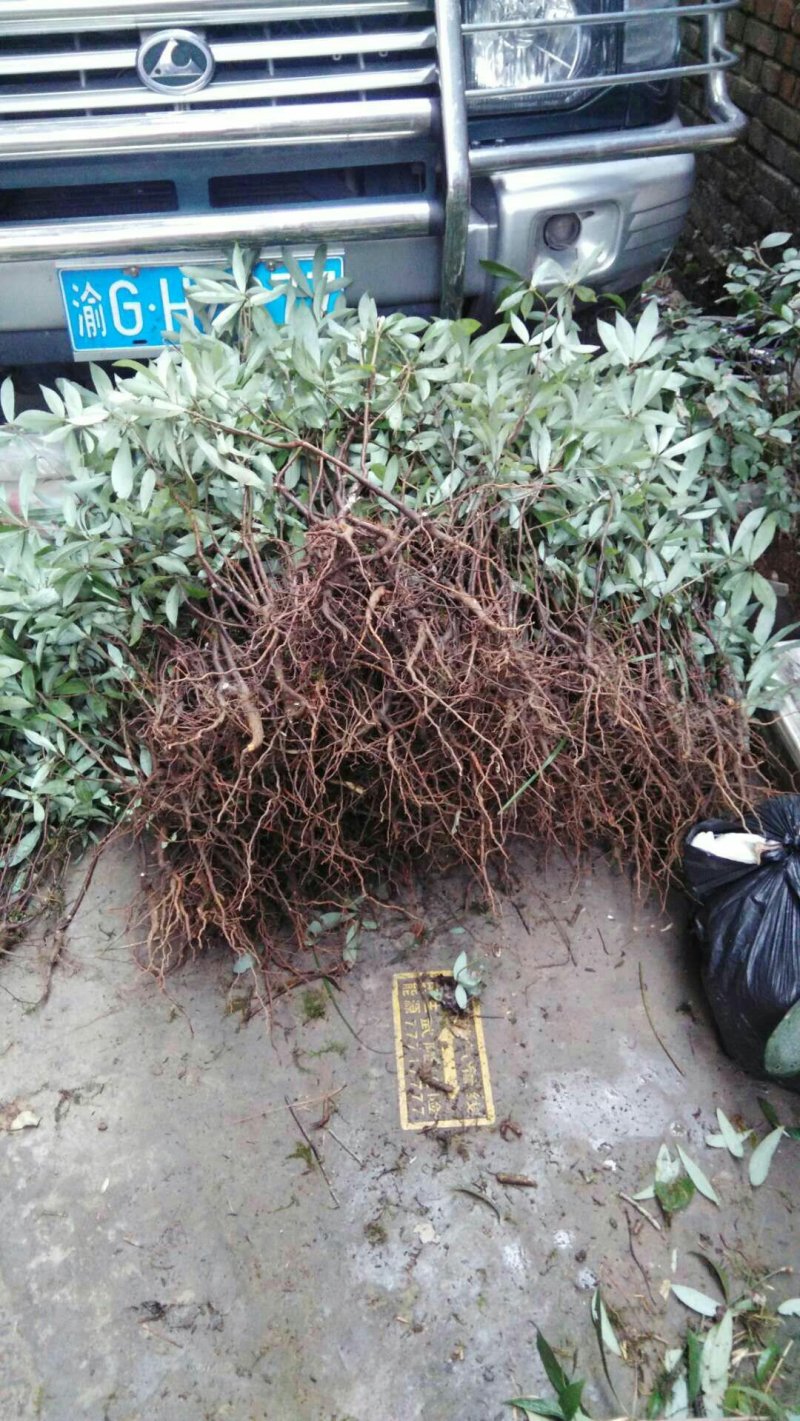 老鹰茶野生老鹰茶，泡茶火锅必备
