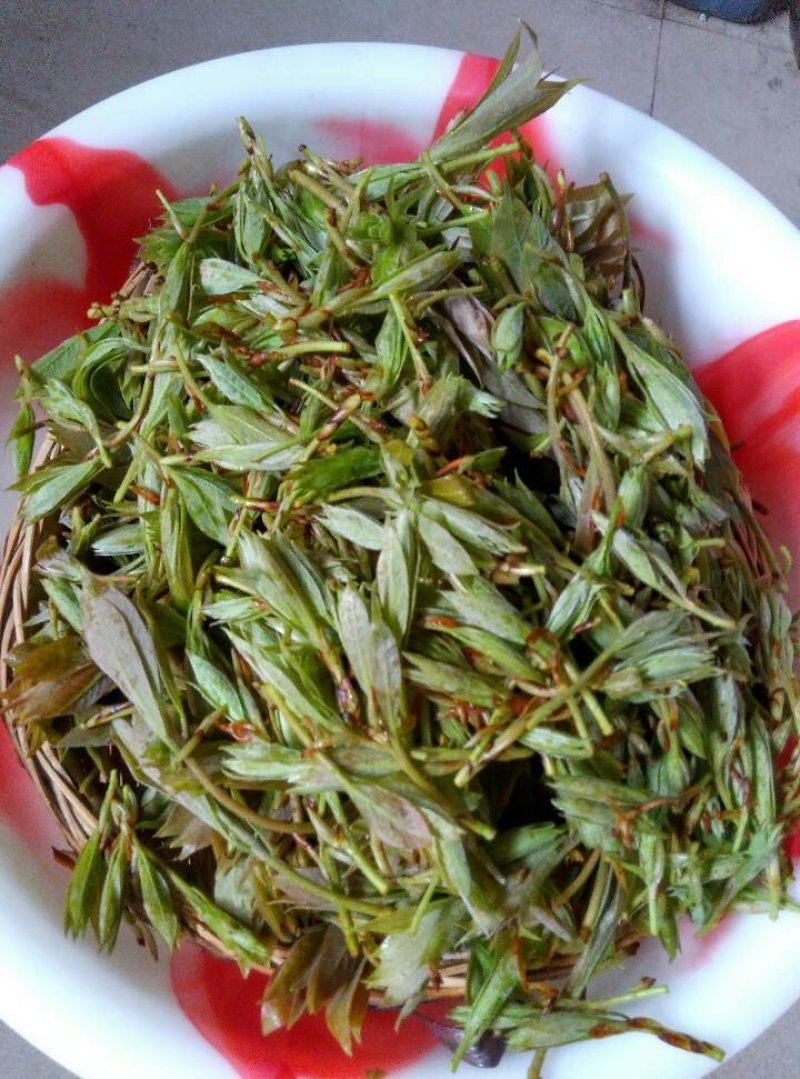 老鹰茶野生老鹰茶，泡茶火锅必备