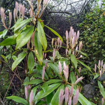 老鹰茶野生老鹰茶，泡茶火锅必备