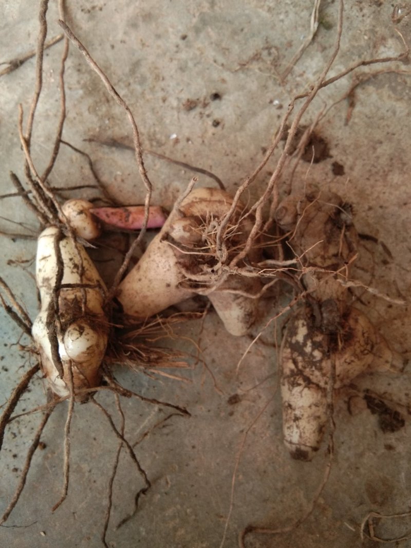 野生白芨，药用价值很高，要的老板速度联系。