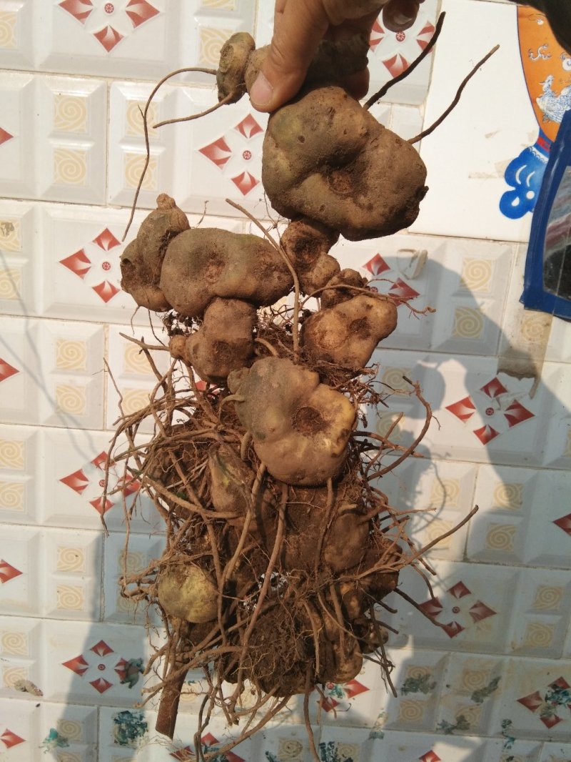 红花滇黄精，现货1吨，要的老板速速联系。