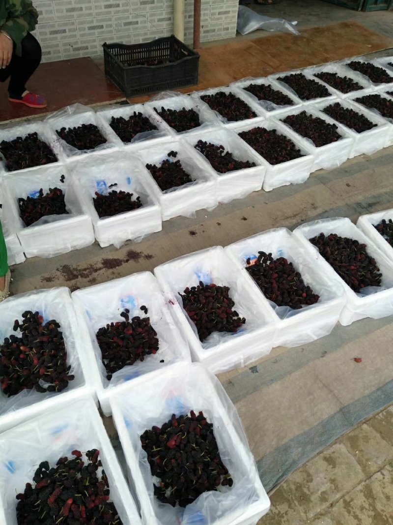 桑椹