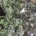 25公分广玉兰