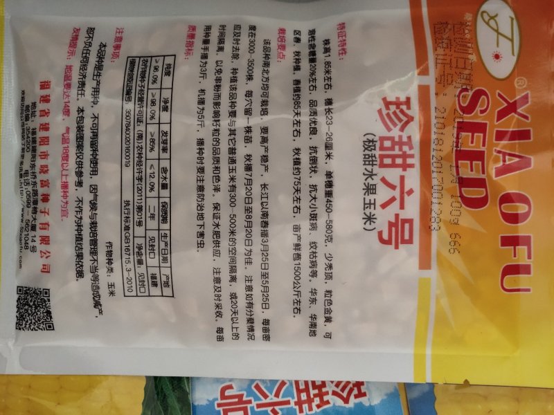 彩珍六号玉米，品质优良，水果甜玉米，