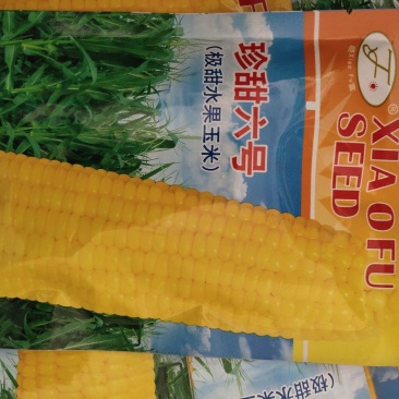 彩珍六号玉米，品质优良，水果甜玉米，