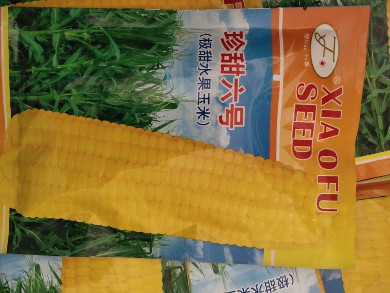 彩珍六号玉米，品质优良，水果甜玉米，
