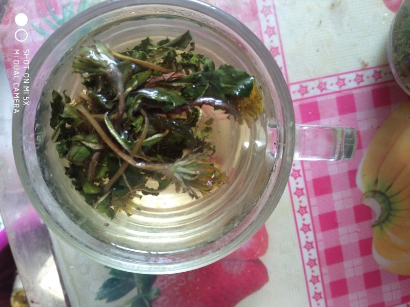 蒲公英纯野生手工挑选带根炖鸡炖排骨超好大货从优