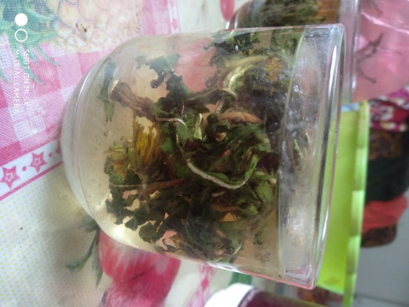 蒲公英纯野生手工挑选带根炖鸡炖排骨超好大货从优